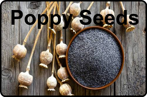 Poppy seeds- some facts about the less known oilseeds  Singal's