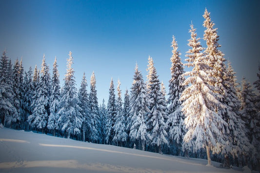 Top 5 Amazing Indian Winter Foods