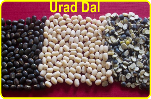 Urad Dal - Singal's - Indian Grocery Store