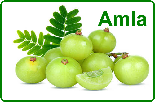 Amla- The humble Indian gooseberry