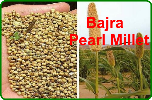 Pearl Millet Bajra- A powerhouse of health 